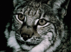 Picture of a
Lynx